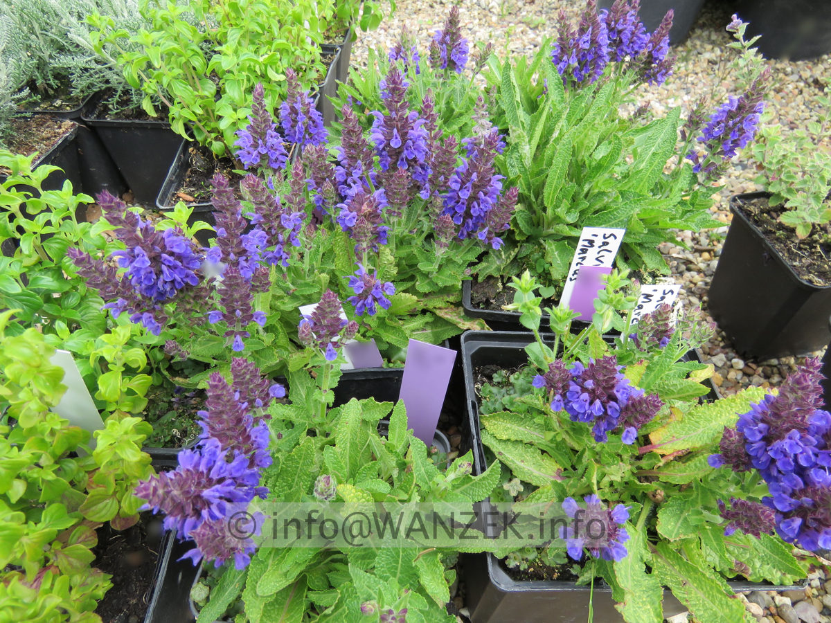 Salvia nemorosa Marcus 01.JPG